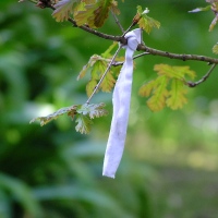 Tie a White Ribbon on a Young Oak Tree